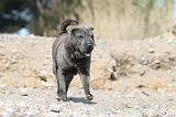 SHAR-PEI 222